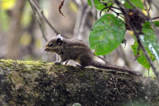 女人見到壁虎什么預兆