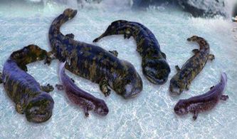 娃娃魚和蠑螈有什么不同