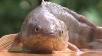 攀鱸魚好養(yǎng)嗎