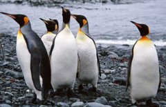 企鵝屬于鳥類嗎