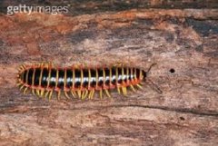 千足蟲對人有什么危害