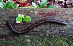 千足蟲是害蟲還是益蟲