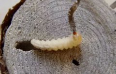 地下害蟲有哪些