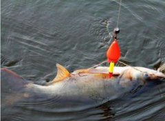 如何用水怪釣鳙魚