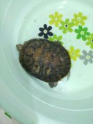 山龜是干養(yǎng)還是水養(yǎng)