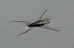 水螳螂生活在哪里