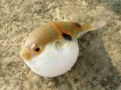 河豚魚指的是什么動物