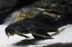 清道夫魚為什么會變白