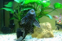 清道夫魚為什么要活埋