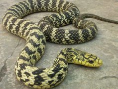 王錦蛇能長(zhǎng)多大