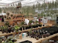 秦皇島花鳥魚蟲市場在哪里