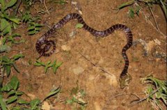 紅斑蛇赤練蛇學名是什么