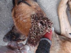 蜱蟲狗狗怎么去除