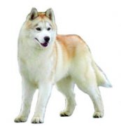 蜱蟲狗身上為什么會有那么多蜱蟲