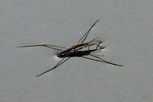 水螳螂生活在哪里