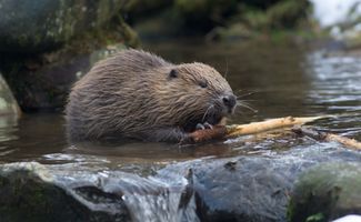 河貍是哺乳動物嗎