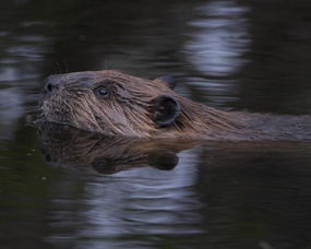 河貍是哺乳動物嗎