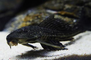 清道夫魚為什么會變白