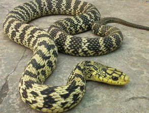 王錦蛇能長多大