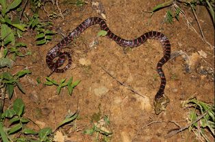 紅斑蛇赤練蛇學名是什么