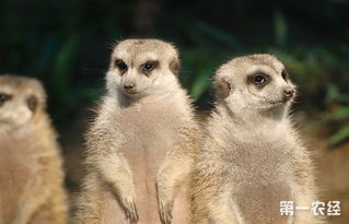 蛇獴可以當寵物養嗎