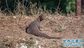 蛇獴可以當(dāng)寵物嗎