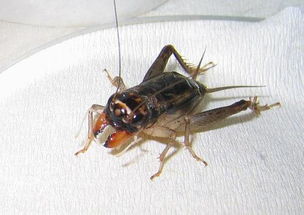 蛐蛐的叫聲怎么描寫