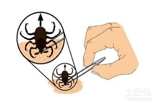 蜱蟲怎么預(yù)防