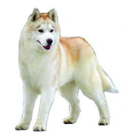 蜱蟲狗身上為什么會有那么多蜱蟲