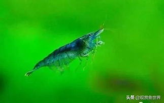 黑殼蝦為什么要和溫順的觀賞魚混養(yǎng)