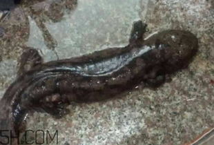 東龍為什么叫娃娃魚