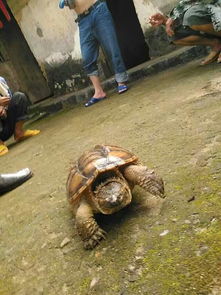 佛鱷龜能長多大