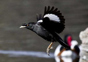 八哥鳥孵蛋要多久