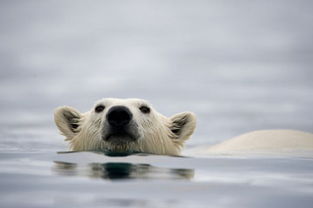 北極熊會游泳嗎