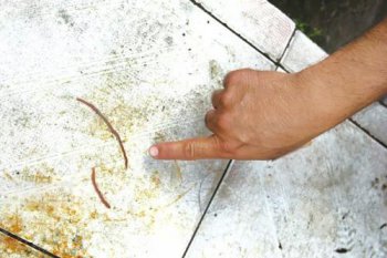 廁所為什么老有紅線蟲