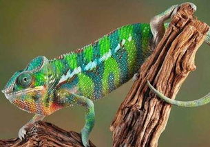 變色龍是什么意思