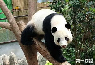大熊貓為什么是國(guó)寶