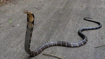 大王蛇怕眼鏡王蛇嗎