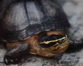 安布閉殼龜怎么養(yǎng)