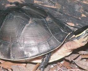 安布閉殼龜有前景嗎