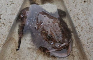 安康魚為什么便宜