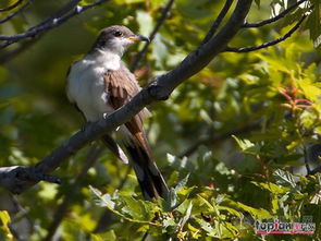 布谷鳥是什么意思