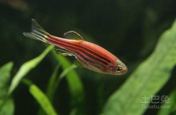 斑馬魚為什么會死