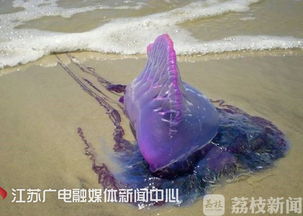 海邊的透明水母有毒嗎