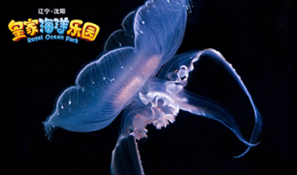 海月水母什么形狀