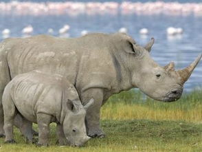 白犀牛什么意思