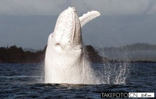 白色座頭鯨一共有幾只