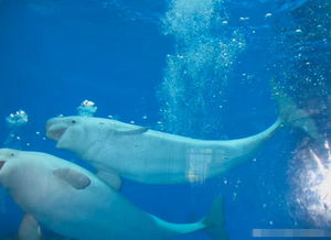 白鯨為什么對人那么好