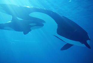 白鯨屬于須鯨嗎