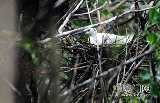 白鷺蛋有什么作用